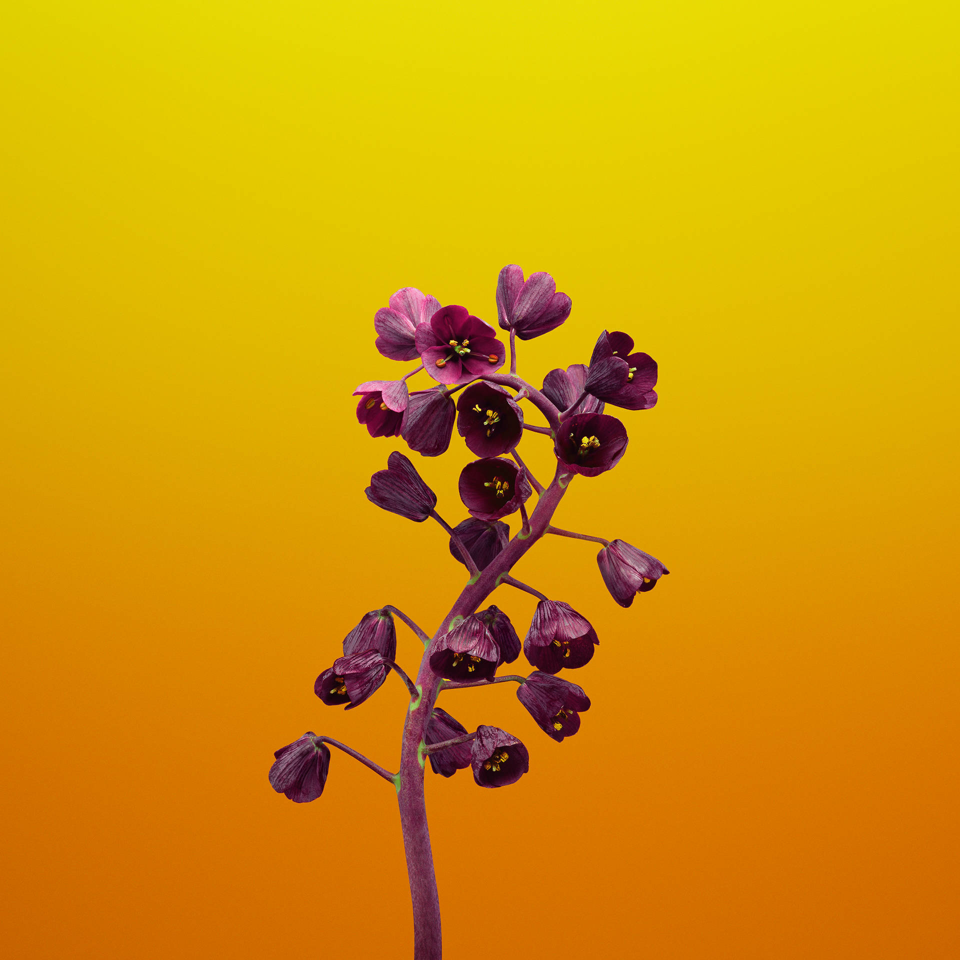 Purple Fritillaria Ios 11 Yellow Wallpaper