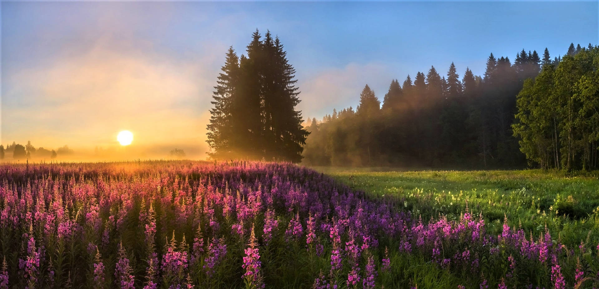 Purple Garden Morning Glory Sunrise Background