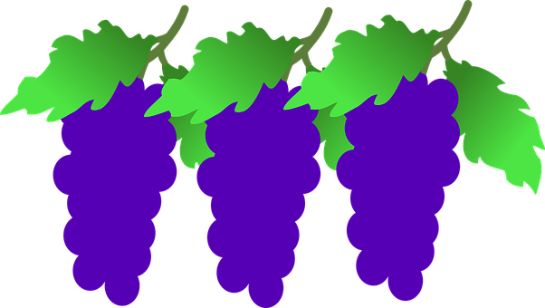 Purple Grape Clusters Vector PNG