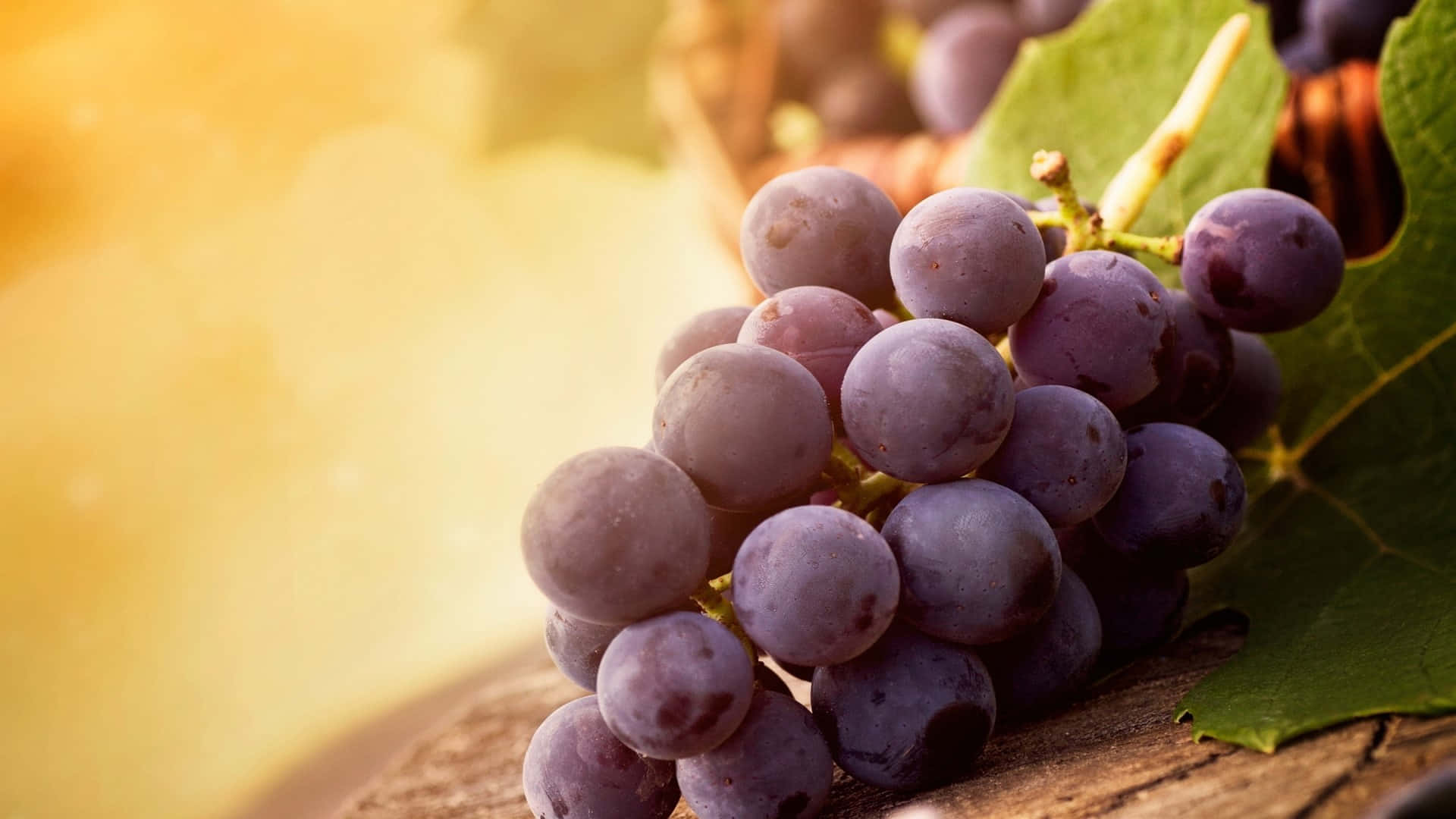 Juicy purple grapes hanging on the vine Wallpaper