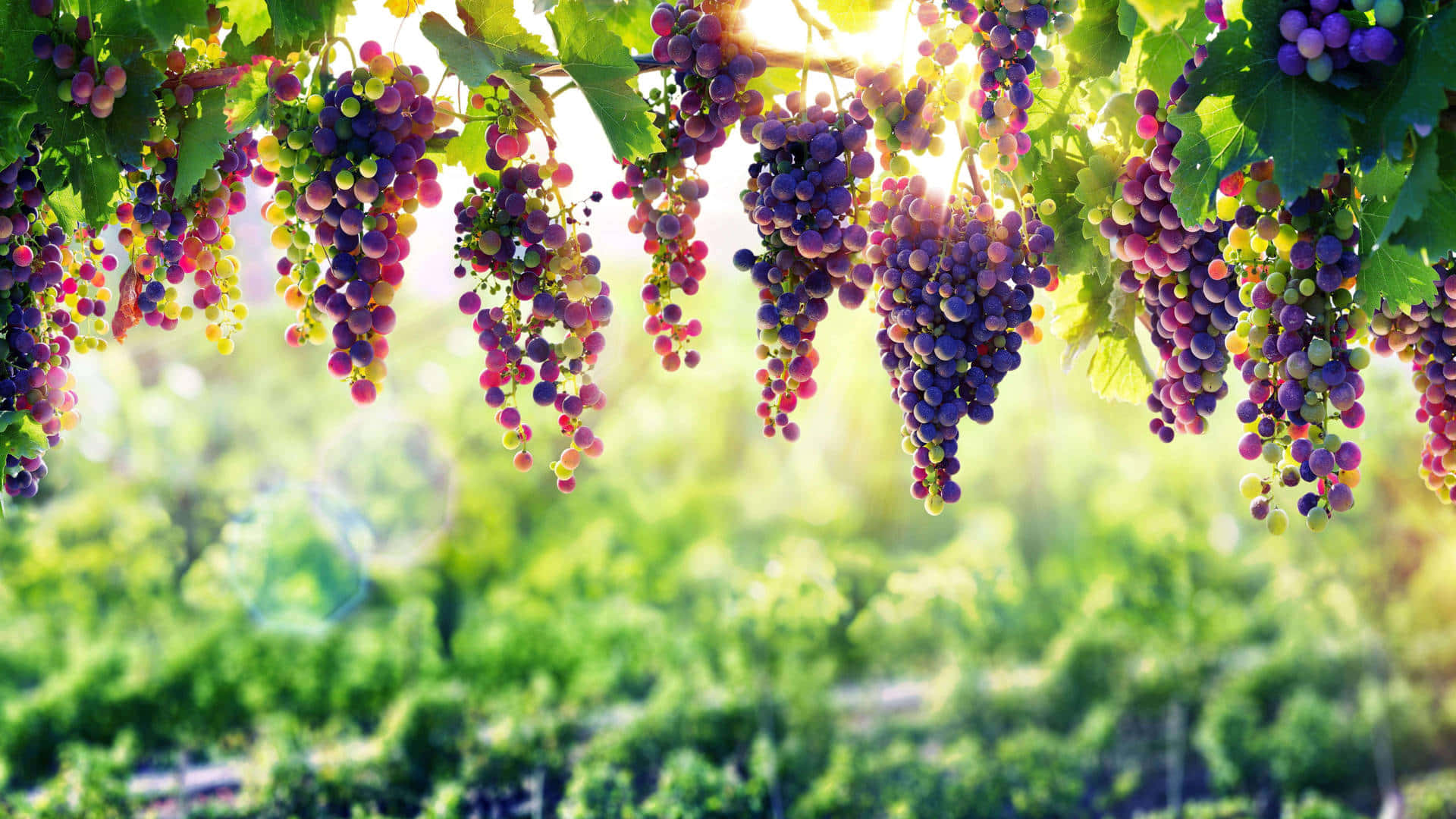 Grapes with deep purple hue fill a huge basket Wallpaper
