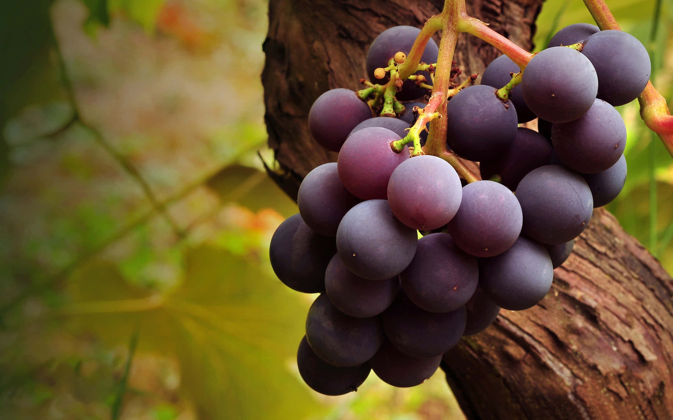 Gorgeous Purple Grapes Are the Perfect Summer Treat Wallpaper