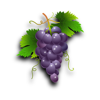 Purple Grapes Cluster Illustration PNG