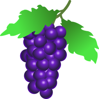 Purple Grapes Vector Illustration PNG