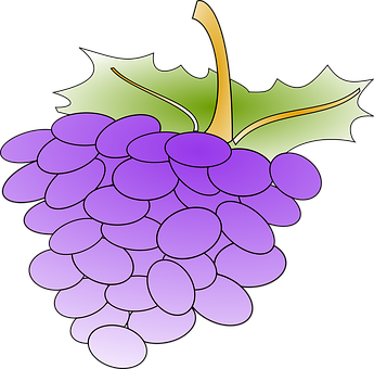 Purple Grapes Vector Illustration PNG