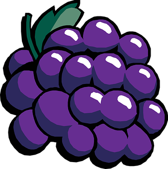 Purple Grapes Vector Illustration PNG