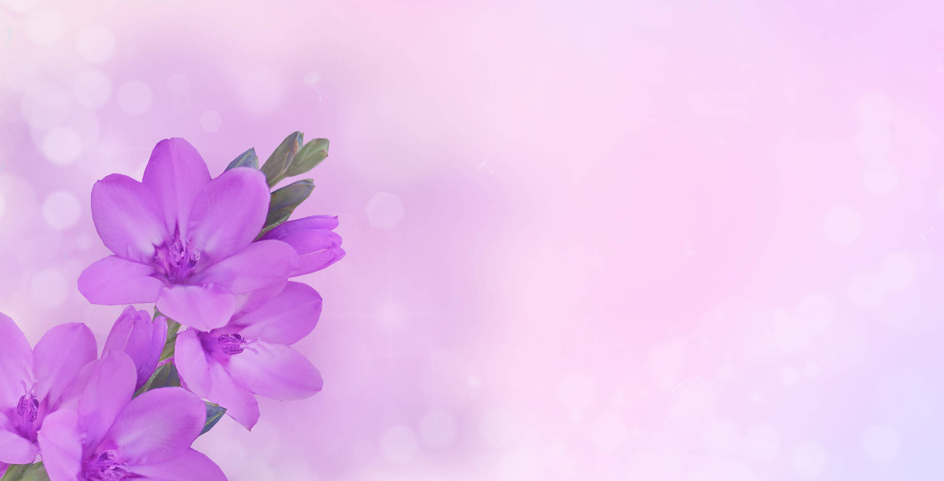 Purple Happy Birthday Flowers Wallpaper