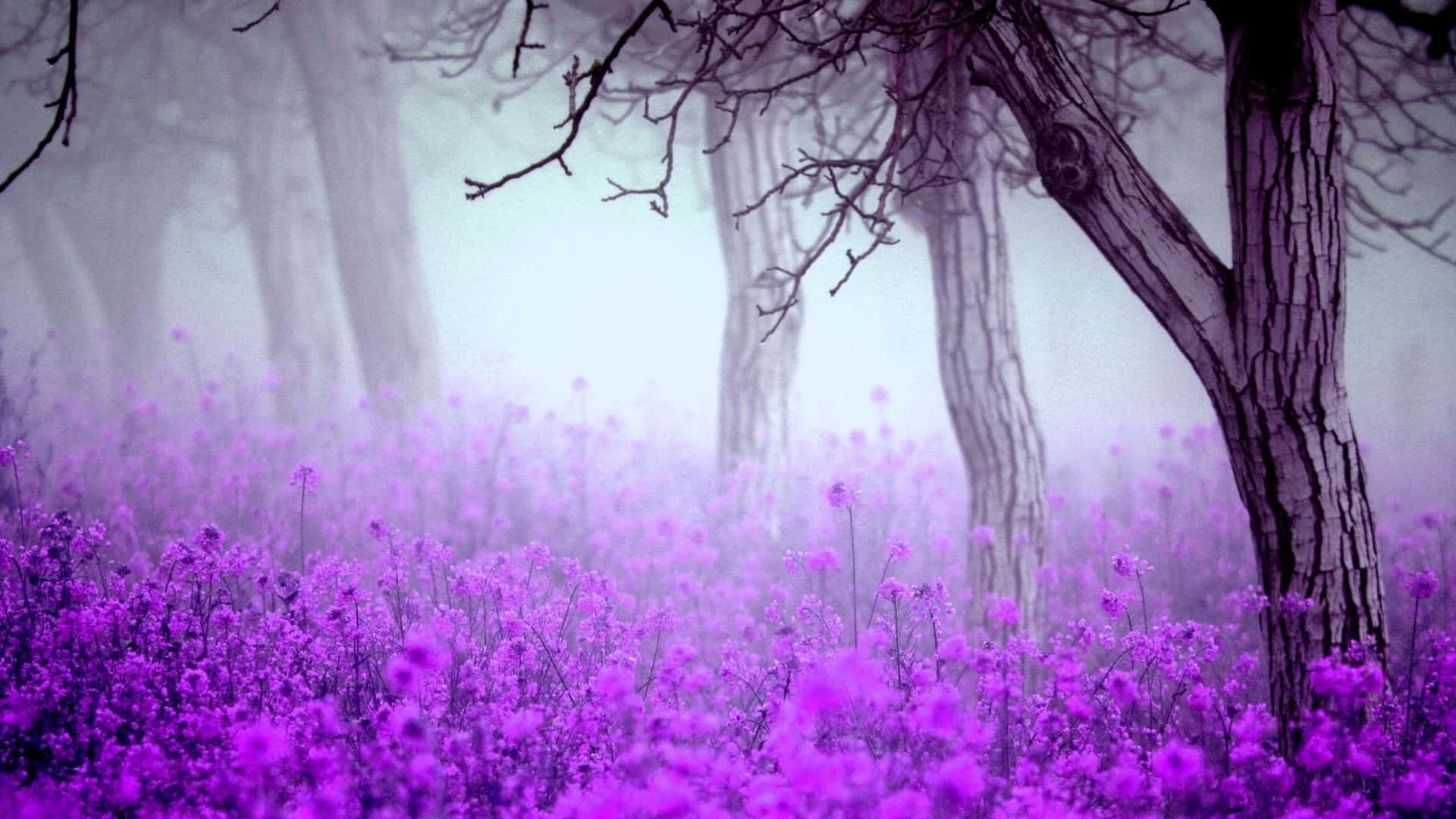 "Purple Haze" Wallpaper