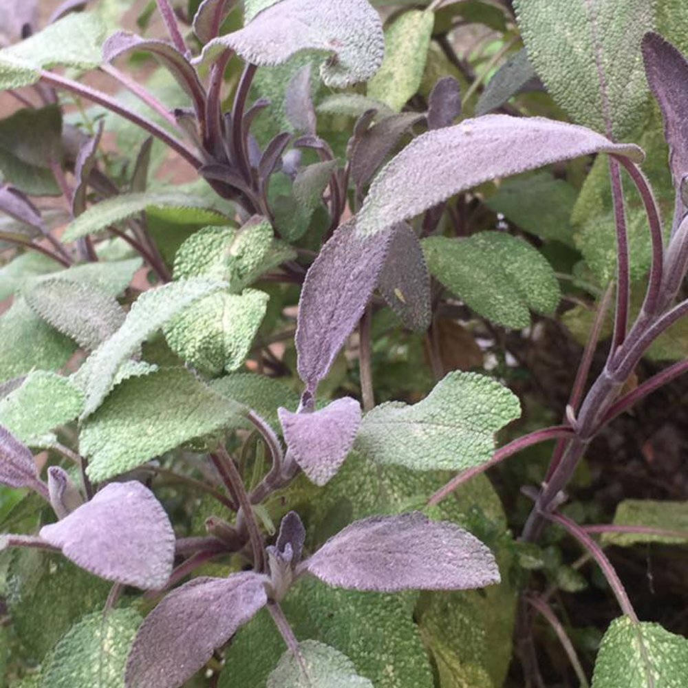 Purple Herb Sage Wallpaper