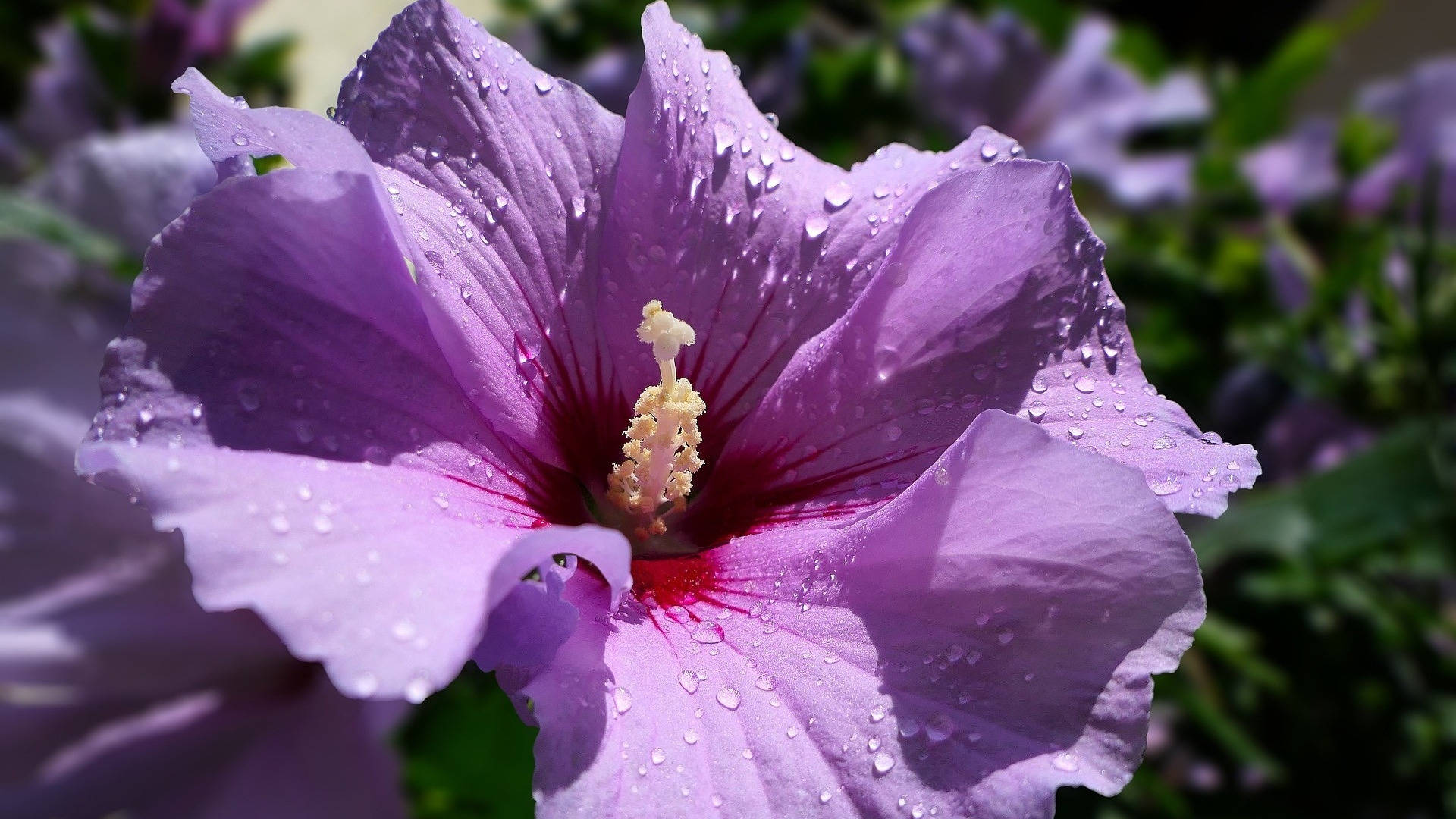 Purple Hibiscus Flower Background