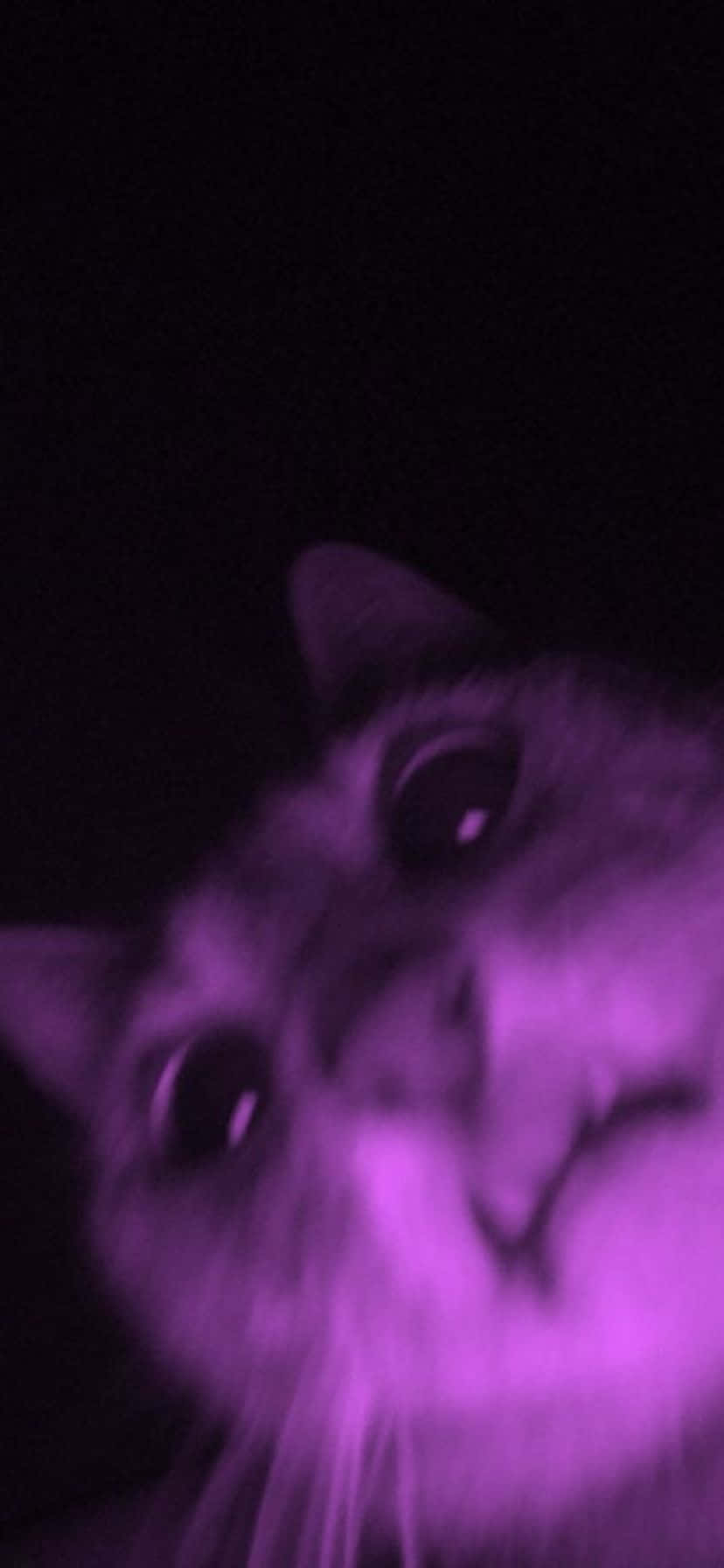 Purple Hued Cat Closeup.jpg Wallpaper