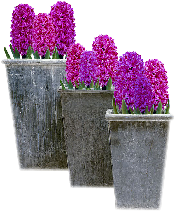 Purple Hyacinth Flowersin Pots PNG