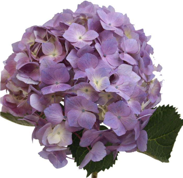 Purple Hydrangea Bloom Transparent Background PNG