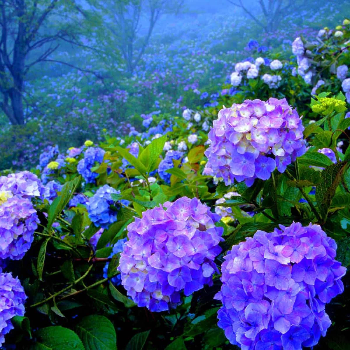 Purple Hydrangea Flowers Close Up In Forest Wallpaper