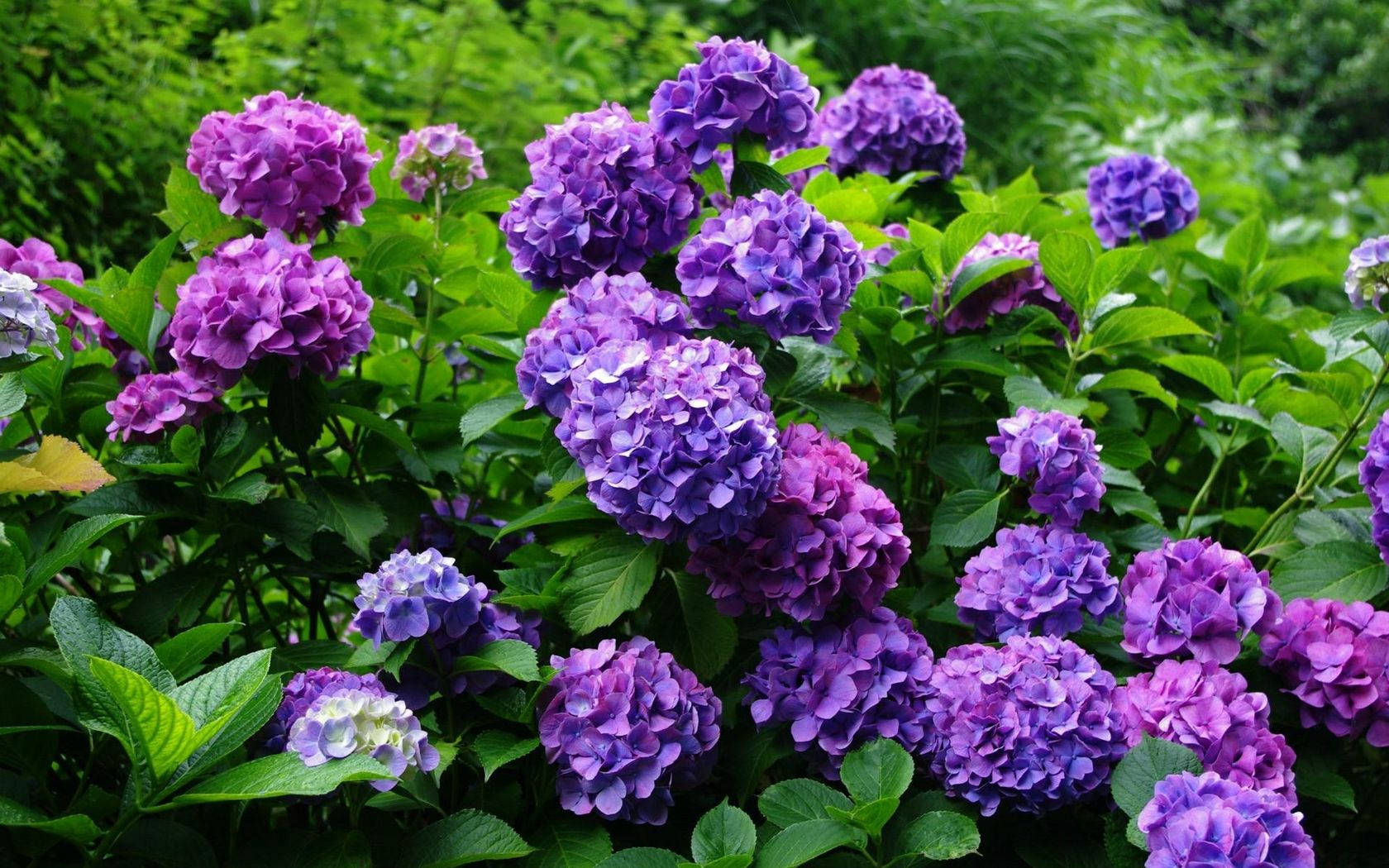 Purple Hydrangea Flowers In Garden Wallpaper