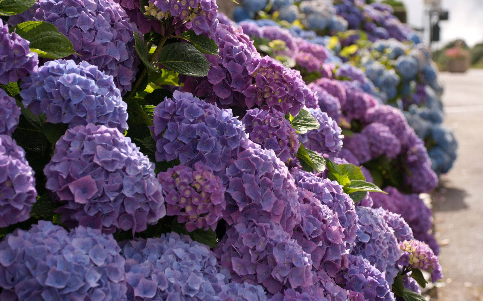 Purple Hydrangea Flowers Outdoors Wallpaper
