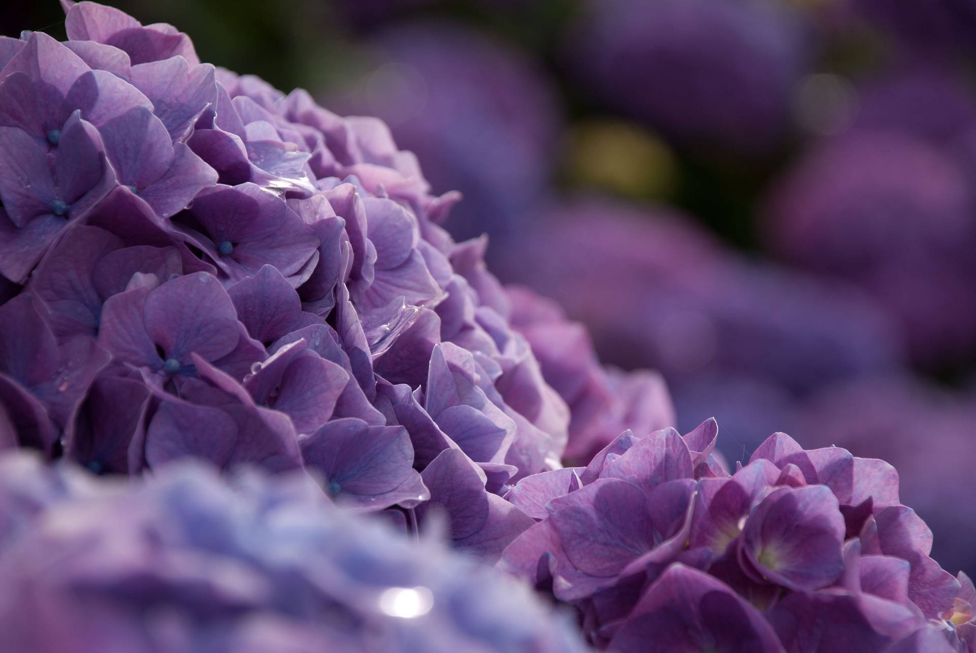 Purple Hydrangea Flowers With Water Droplets Wallpaper