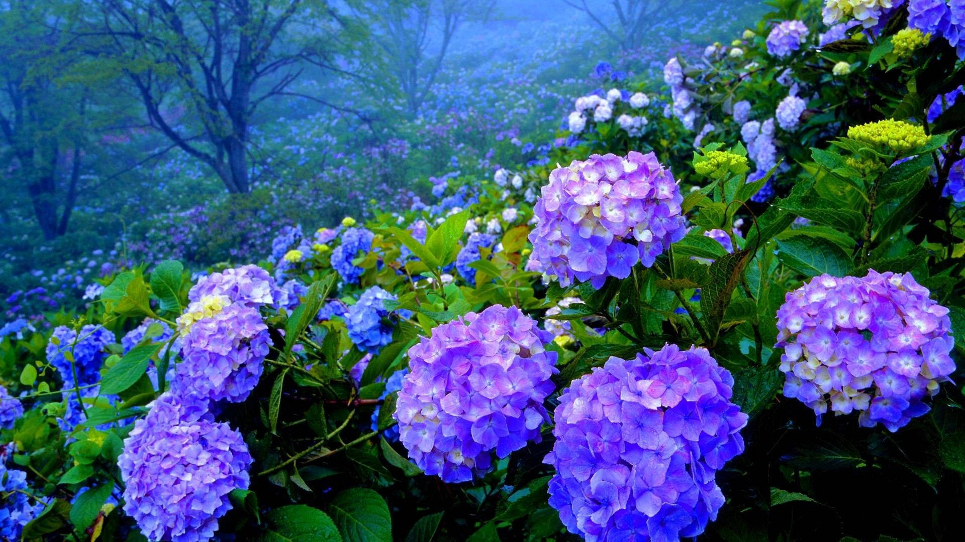 Purple Hydrangea Garden Wallpaper