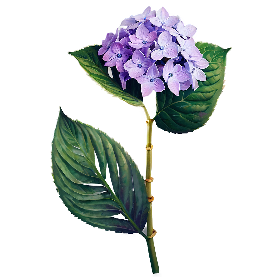 Purple Hydrangea Png 05242024 PNG