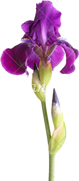 Purple Iris Flower Bloom PNG