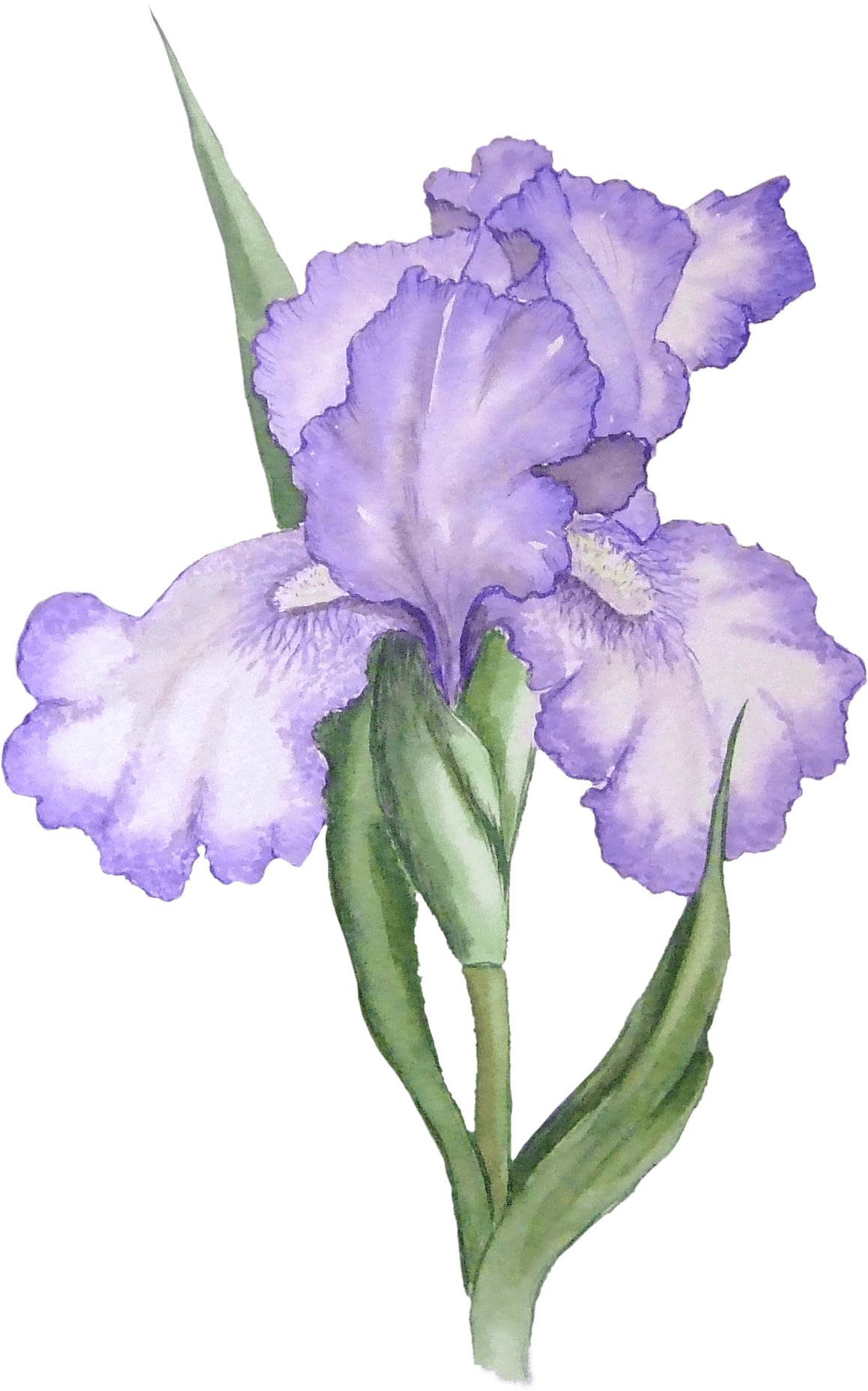 Purple Iris Flower Illustration PNG