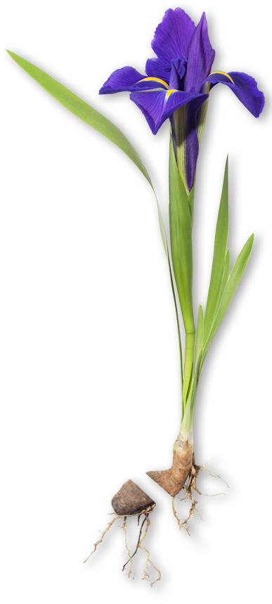 Purple Iris Flowerand Bulb PNG