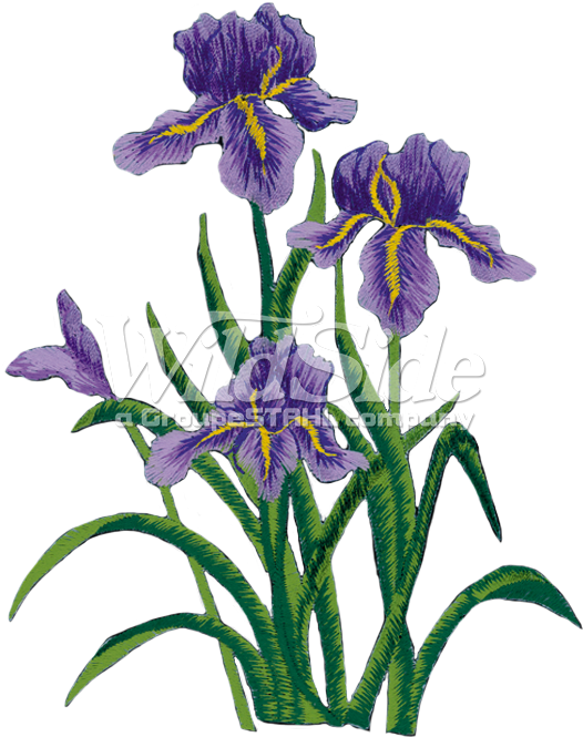 Purple Iris Flowers Illustration PNG