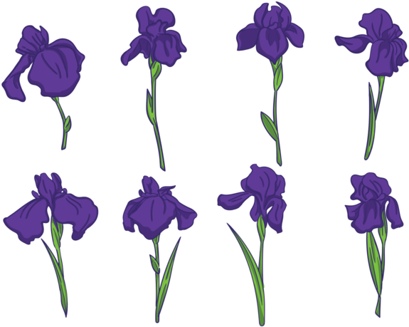 Purple Iris Flowers Pattern PNG