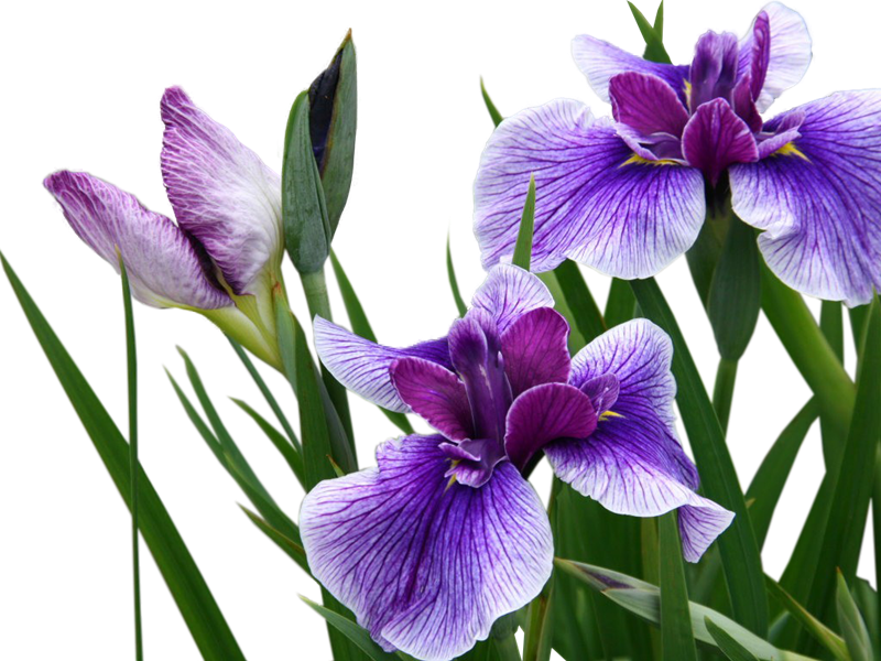 Purple Iris Flowers Transparent Background PNG