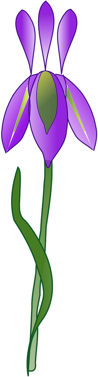 Purple Iris Vector Illustration PNG