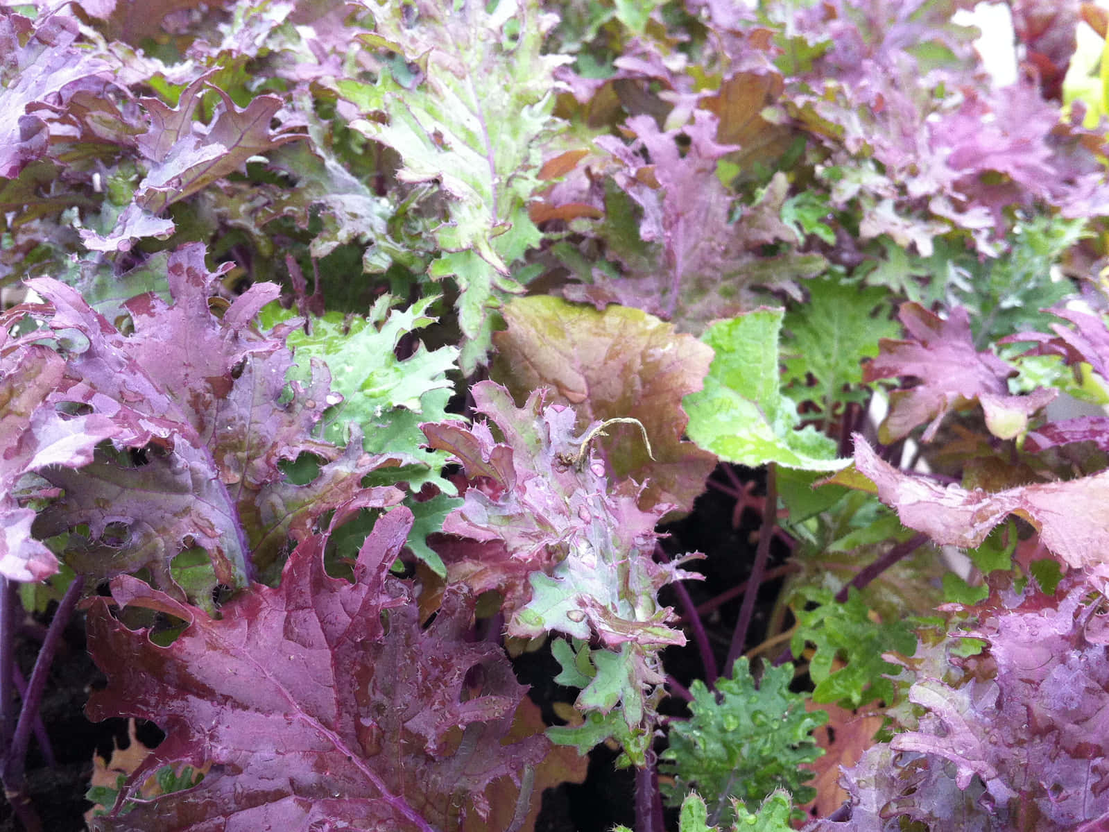 Enjoying These Super Nutritious Purple Kale Leaves Wallpaper