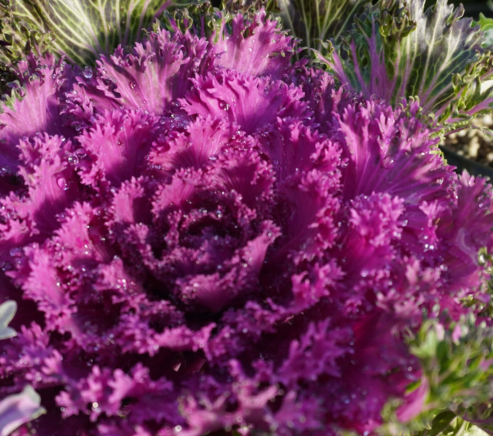 Enjoy the beautiful color of purple kale, a delicious and nutritious vegetable. Wallpaper