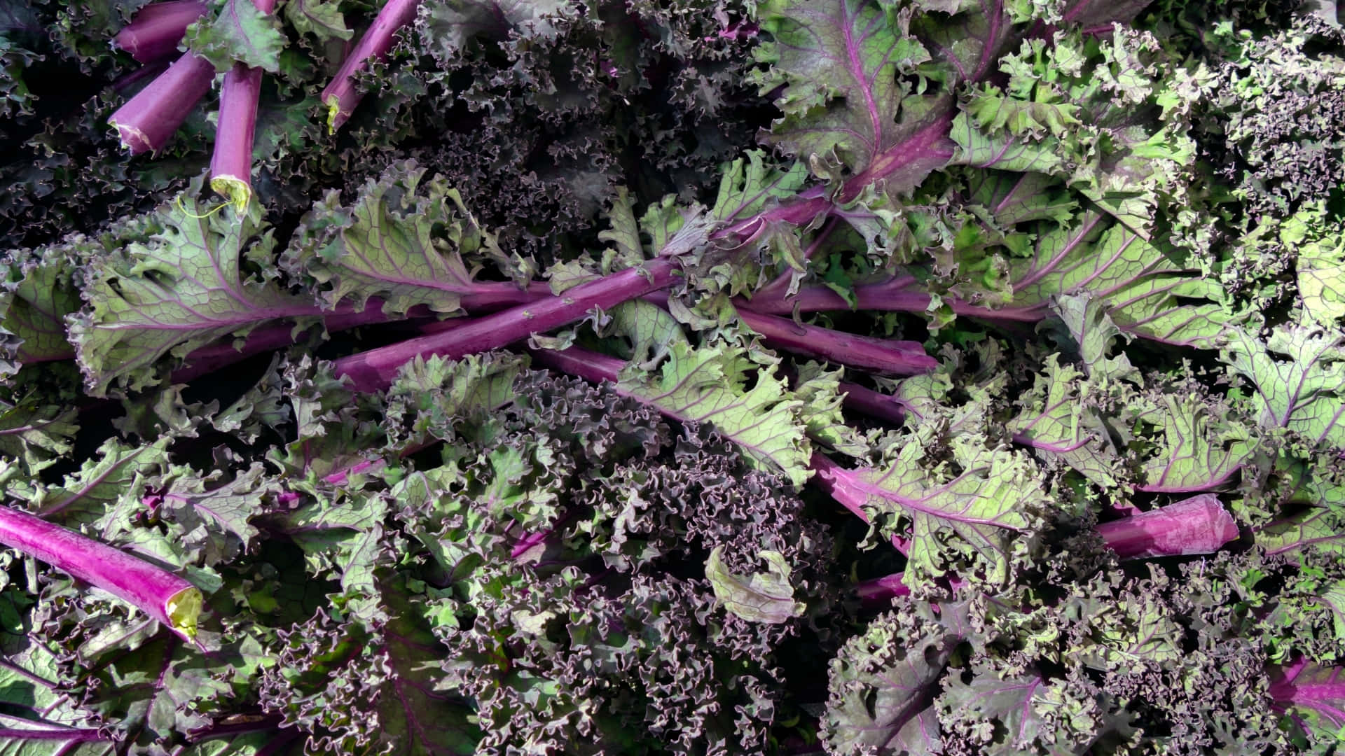 The Colorful Superfood: Purple Kale Wallpaper