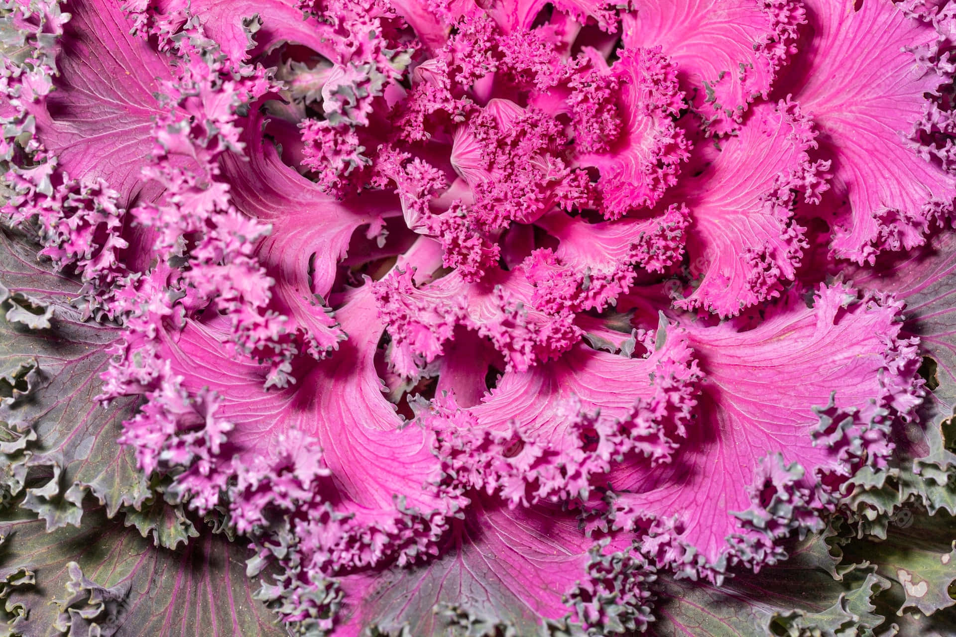 Fresh and colorful, Purple Kale adds a unique flavor to your favorite dishes! Wallpaper