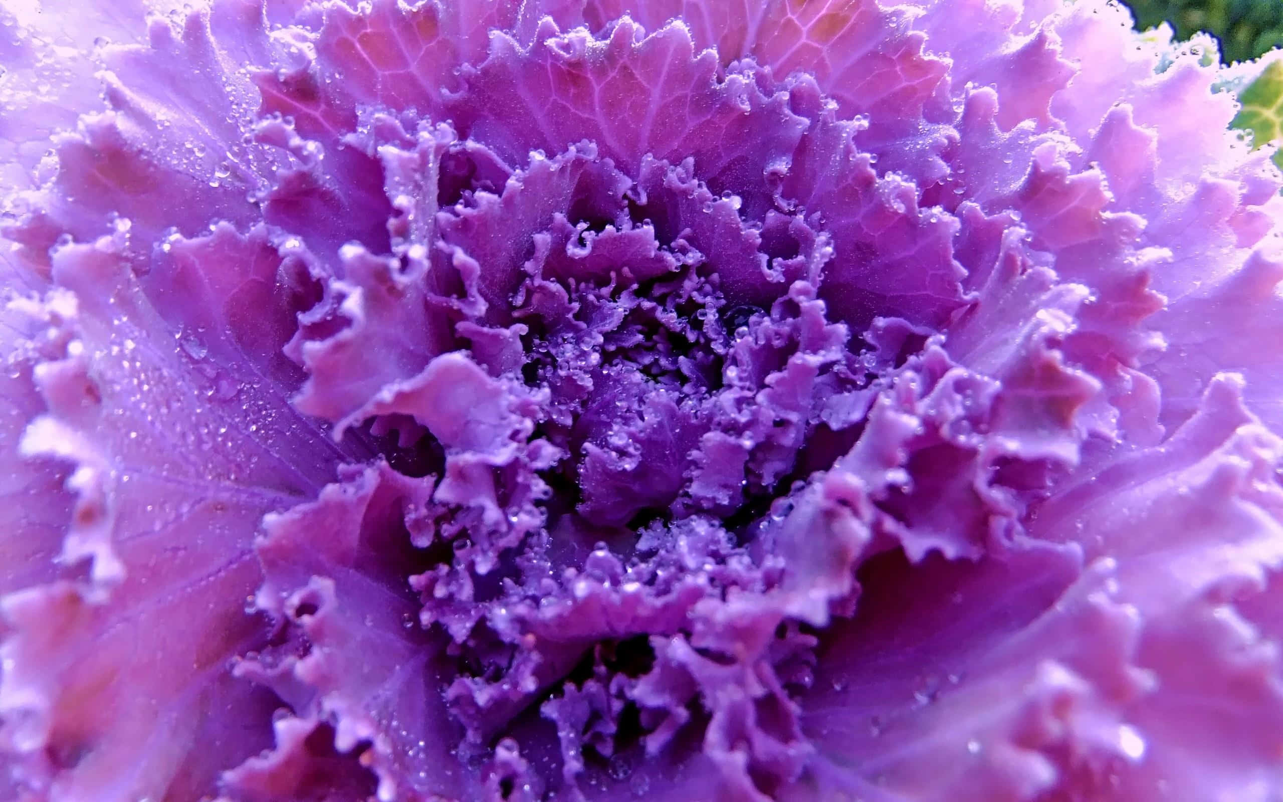 Purple Kale is a Nutrient-Packed Superfood Wallpaper