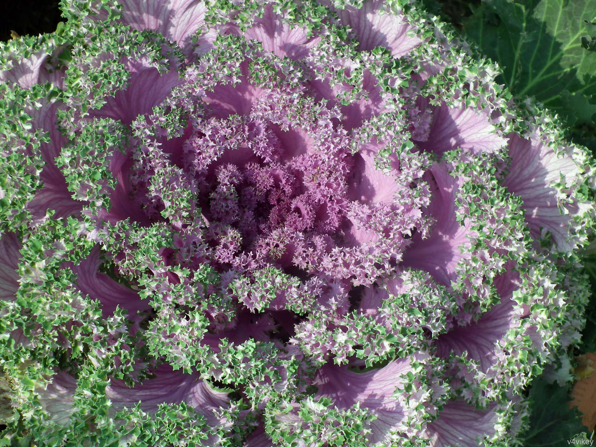 Revitalize yourself with purple kale! Wallpaper