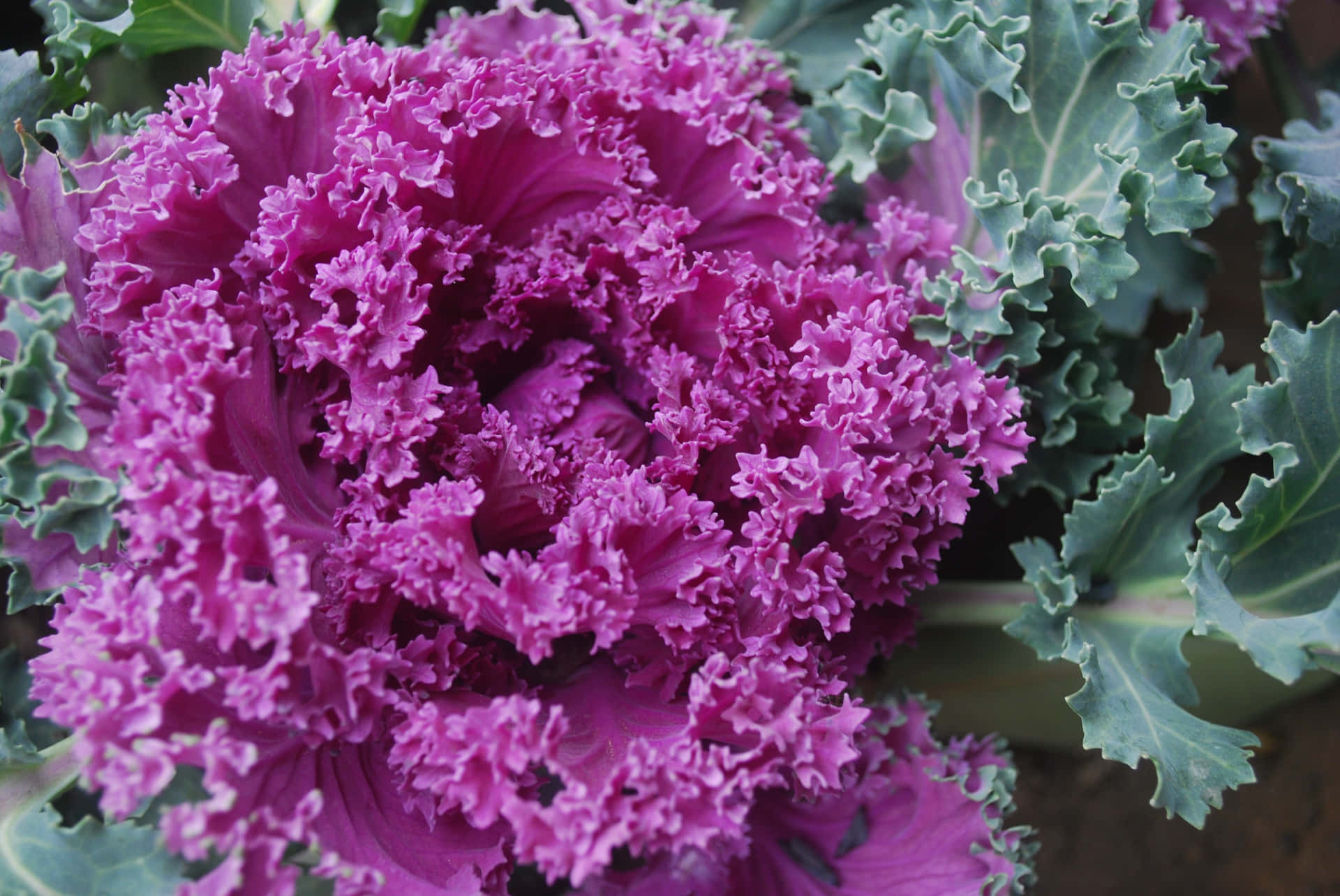 Healthy and Fresh Purple Kale Wallpaper