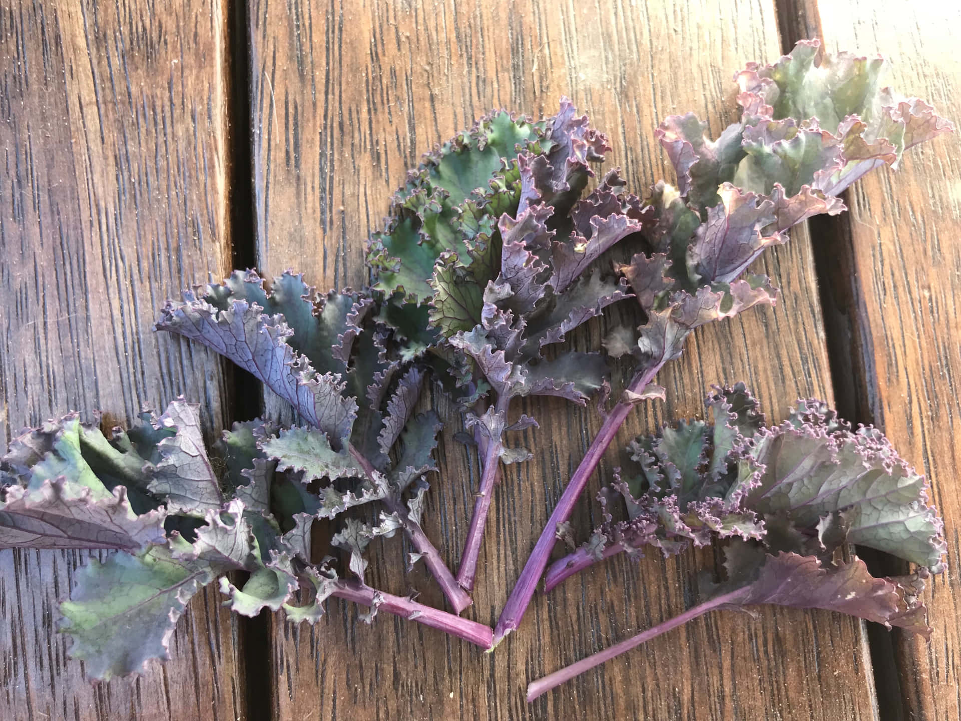 Healthy and Delicious Purple Kale Wallpaper