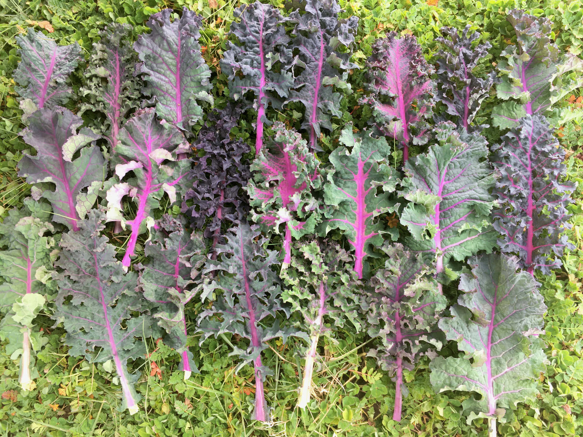 Nutritious purple kale fresh from the market Wallpaper