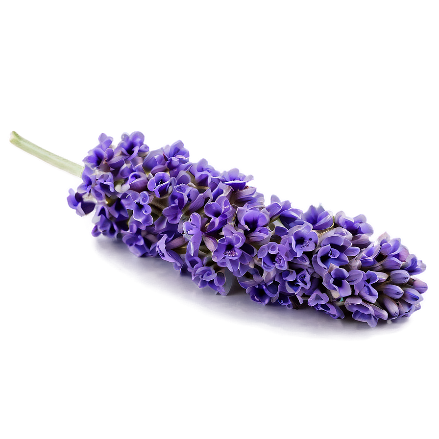 Purple Lavender Bloom Png Ten54 PNG