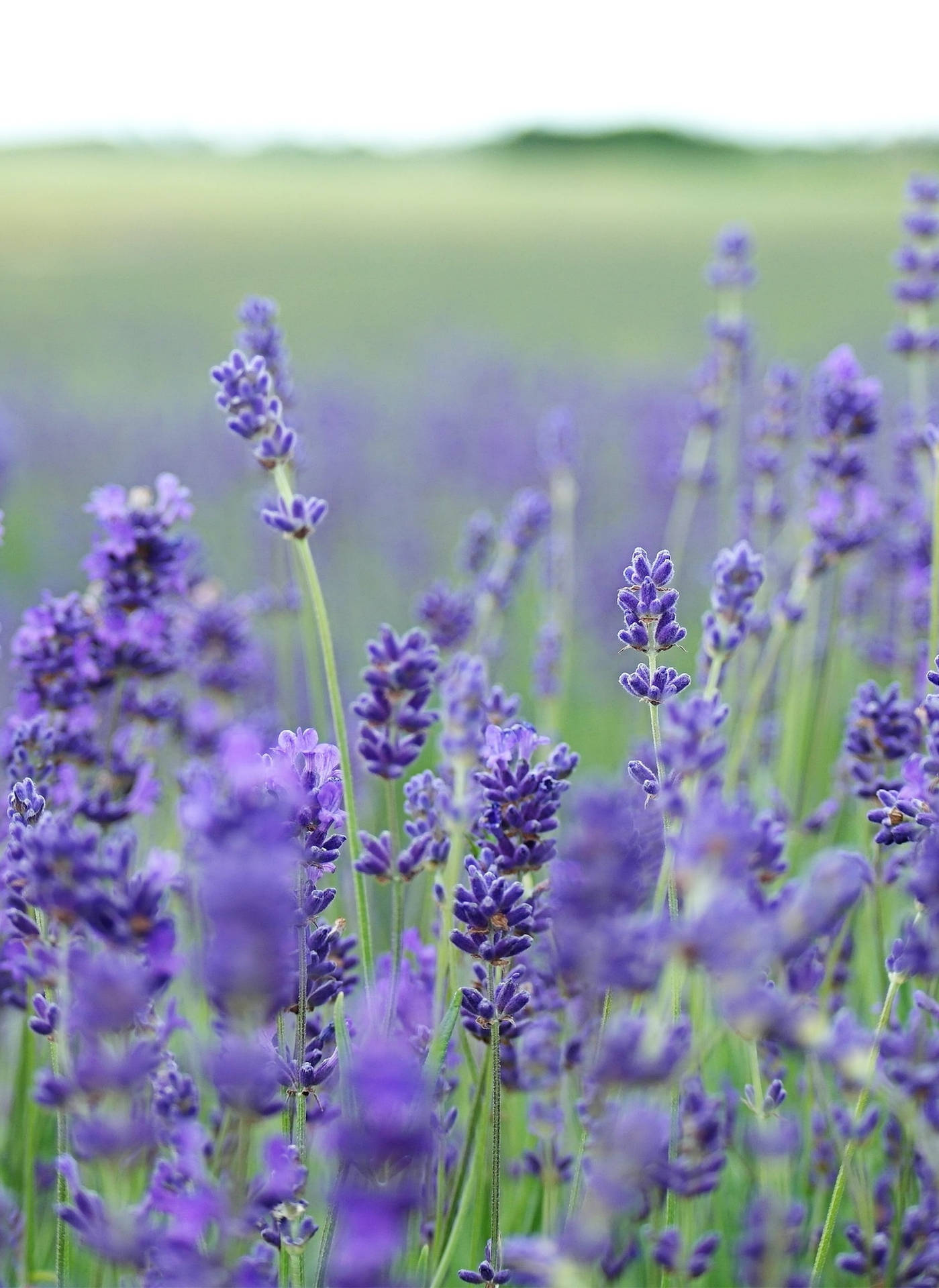 Purple Lavender Field Flower Iphone Wallpaper