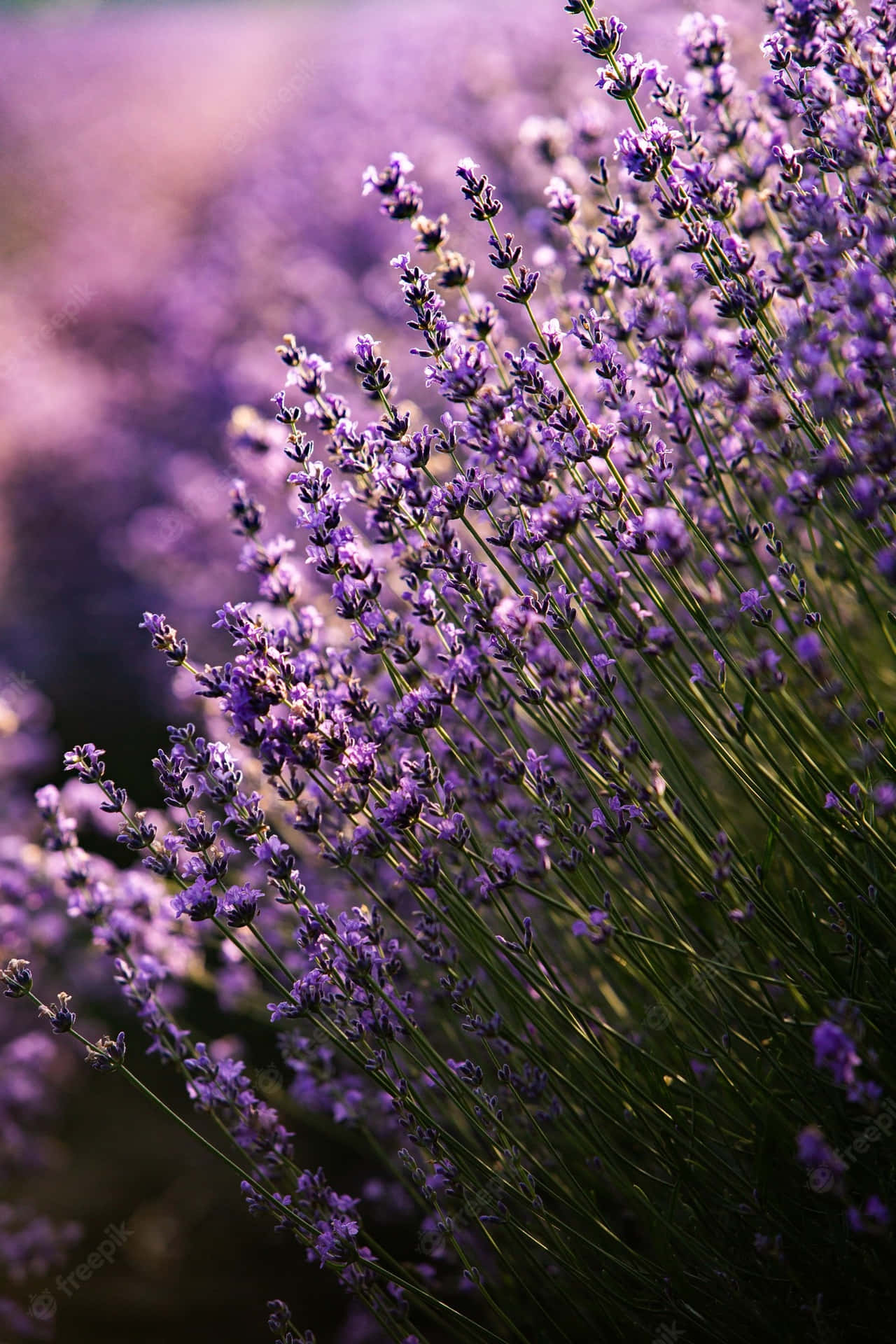 Purple Lavender Flowers Field Wallpaper