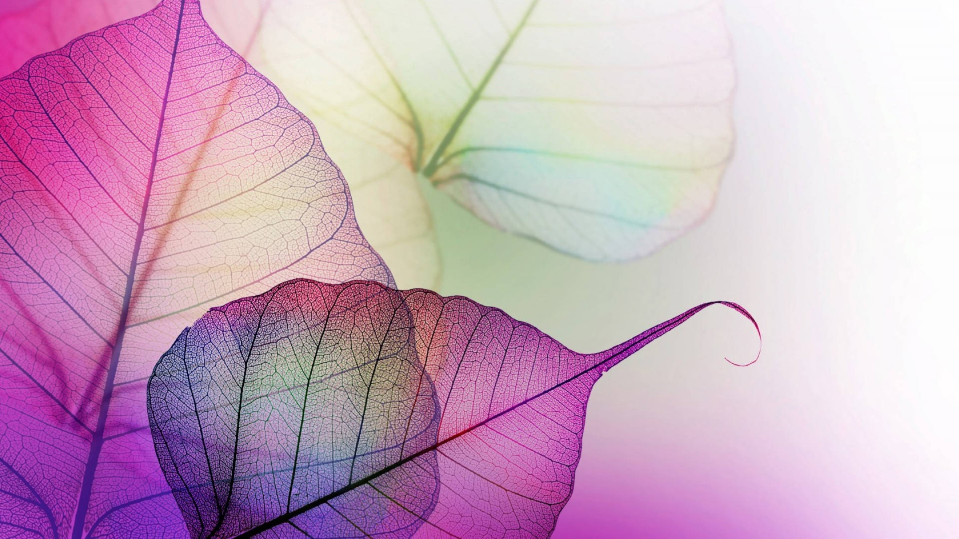 Purple Leaf Venation Pattern