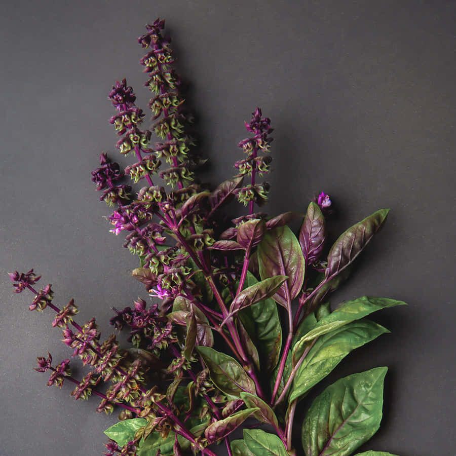 Enjoy the Sweet Taste of Purple Licorice Wallpaper