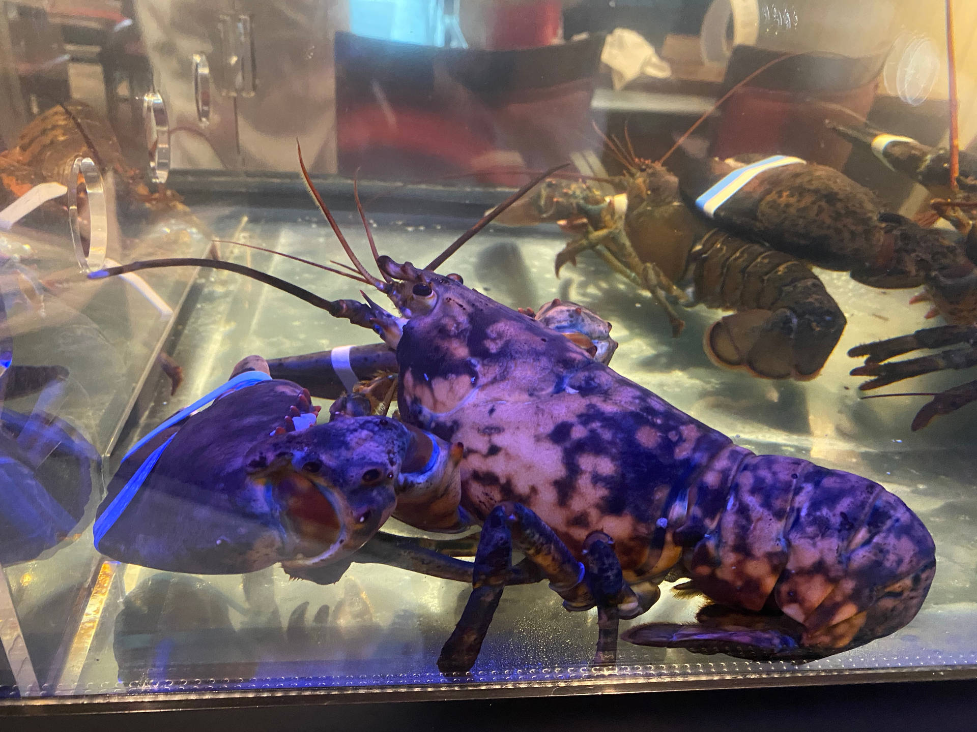 Purple Lobster Inside Of Aquarium