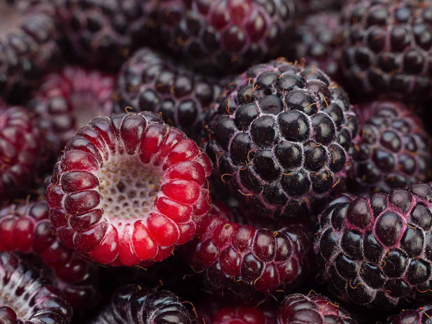 Purple Loganberries Wallpaper