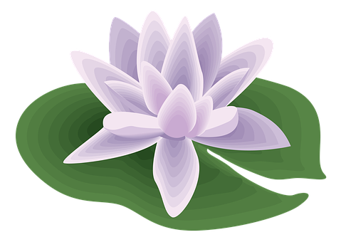 Purple Lotus Vector Illustration PNG