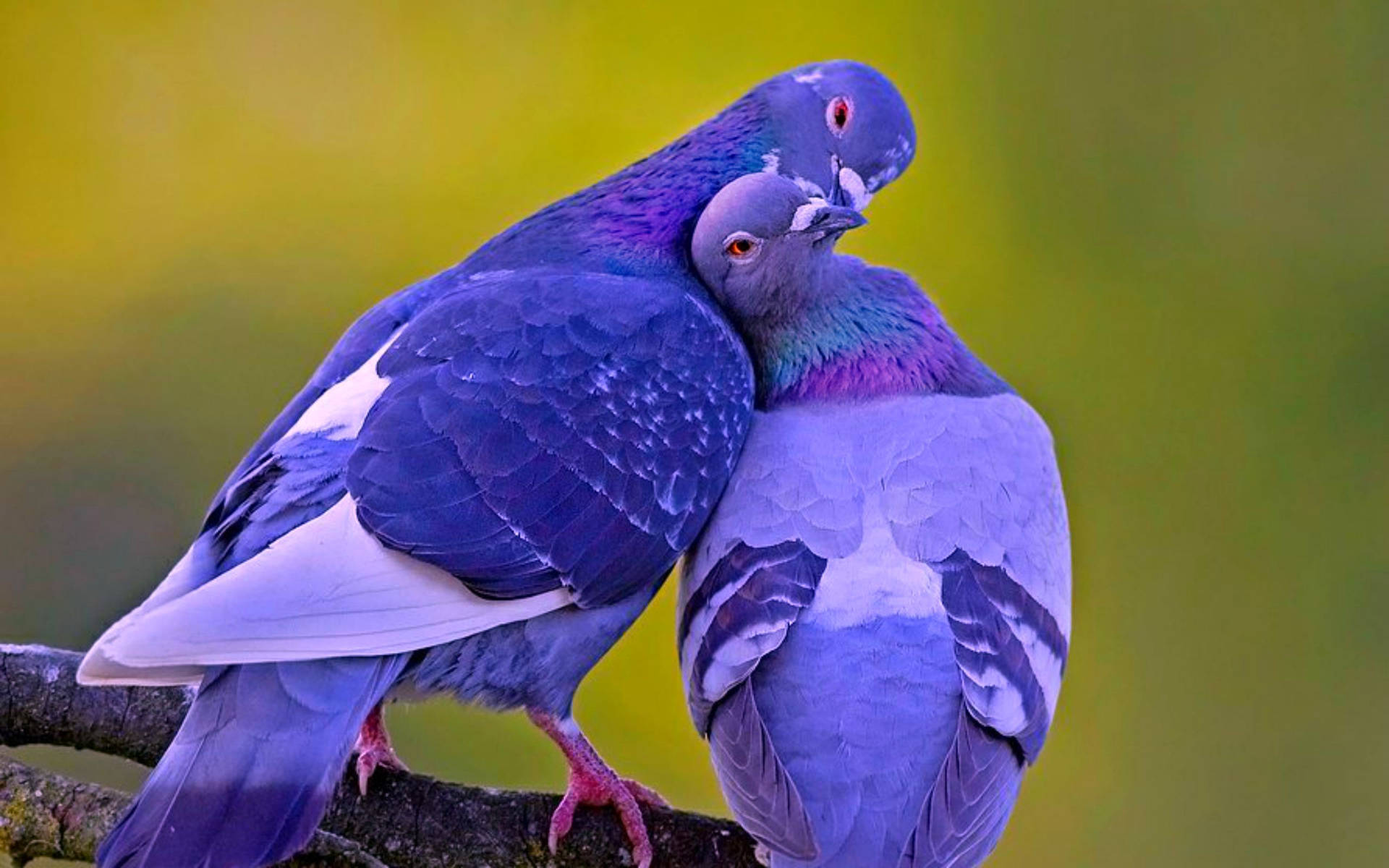 Purple Love Birds Wallpaper