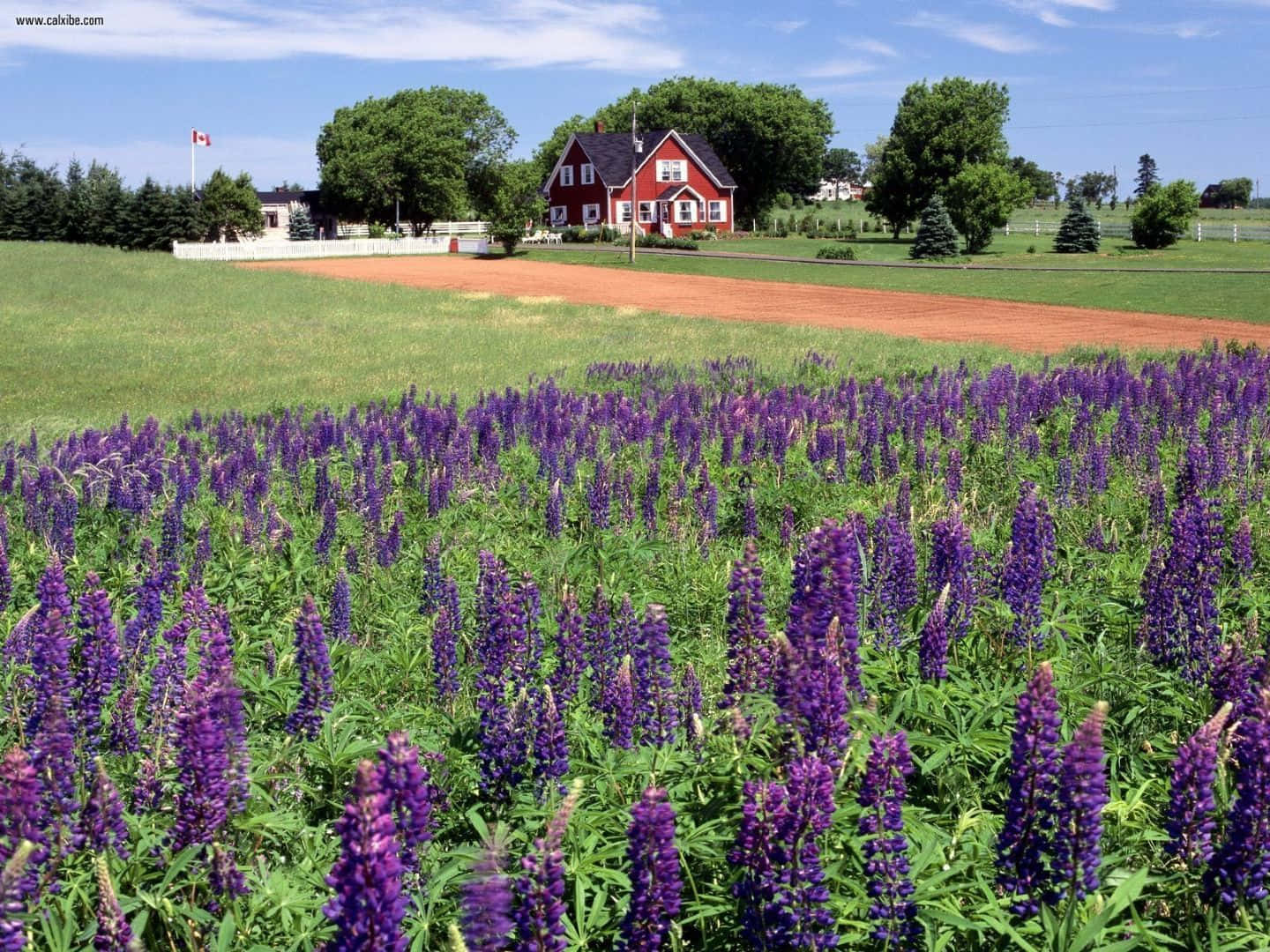 Purple Lupines Charlottetown P E I Wallpaper