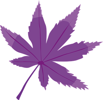 Purple Maple Leaf Graphic PNG